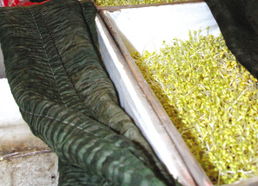 初级农产品 从田间到市场的法律护航