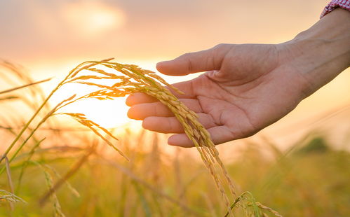 情臻益农 湖南臻农电子商务，甄选每一份辛勤耕耘好物