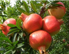 杭州石榴树苗市场价格与初级农产品特性分析