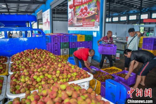 天公不作美，荔枝“贵”难求 极端天气重创产量，价格飙升背后的农业挑战