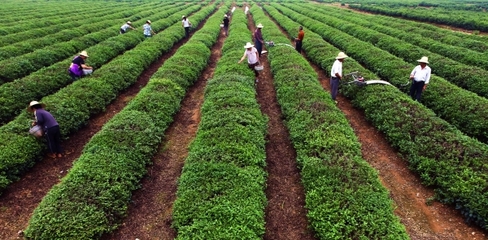 初级农产品能否成为高利润产业？现状分析与突破路径