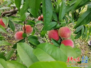 涟源互联网可视农业 初级农产品成为扶贫攻坚有力抓手