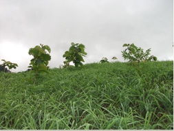 农产品初加工范围界定及税率适用分析