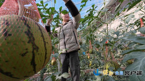 闲置大棚种出致富瓜 甘肃金昌丰景别样美